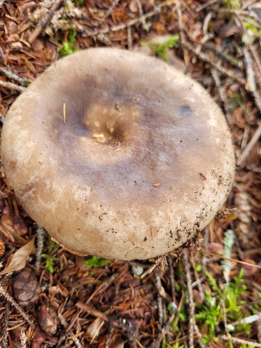 Milkcaps, Brittlegills and Allies
