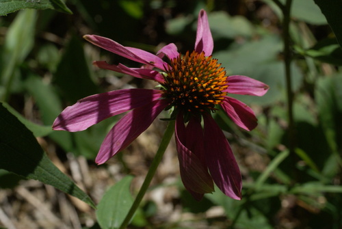 purple coneflower