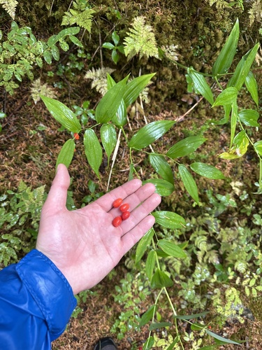 white twisted-stalk