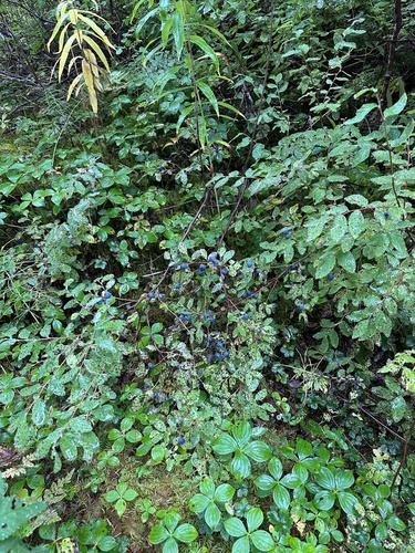 Oval-leaf Blueberry