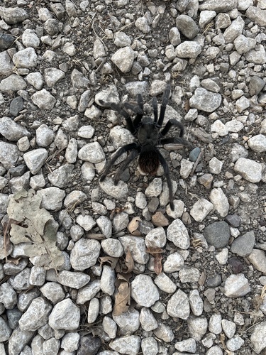 iNaturalist observation photo of Steindachner's Ebony Tarantula