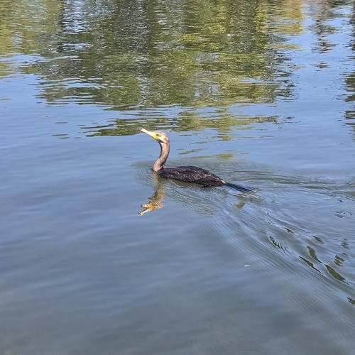 Double-crested Cormorant