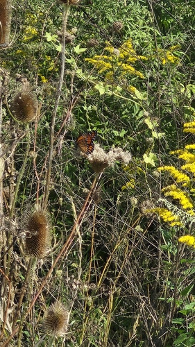 Viceroy