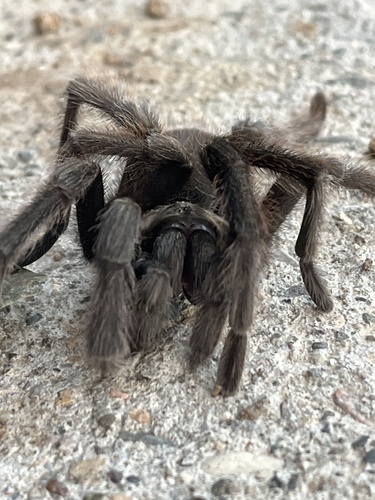 iNaturalist observation photo of California Ebony Tarantula