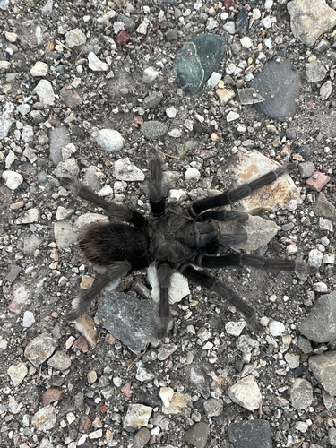 iNaturalist observation photo of Steindachner's Ebony Tarantula