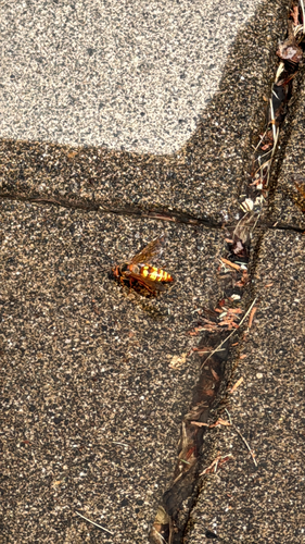 Western Cicada-killer Wasp
