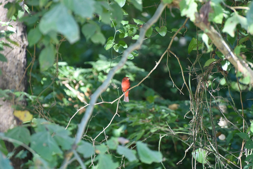 Summer Tanager
