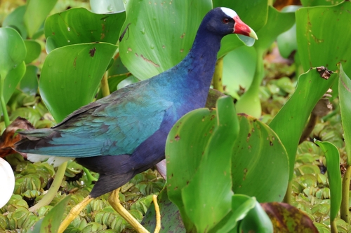 Purple Gallinule