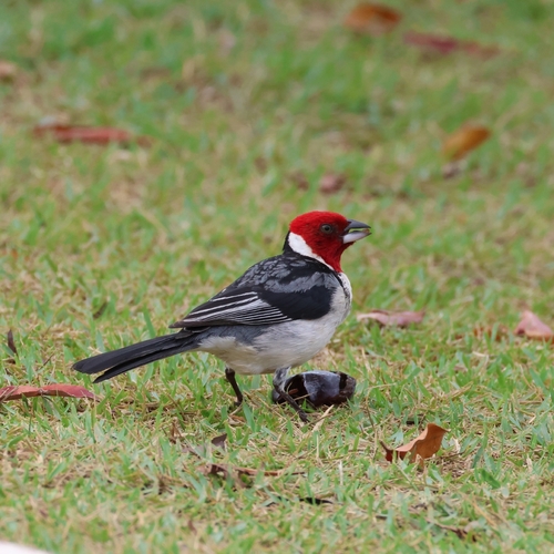 Red-cowled Cardinal