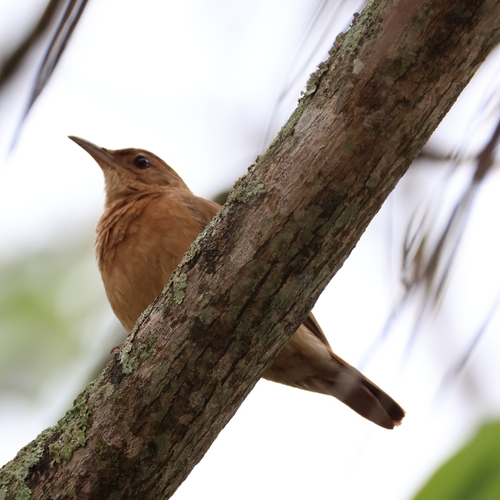 Rufous Hornero