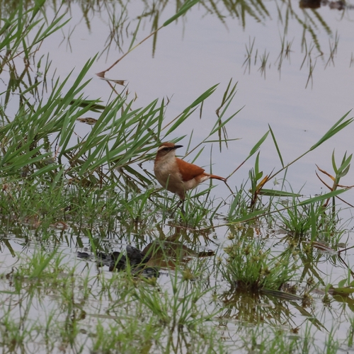 Wing-banded Hornero