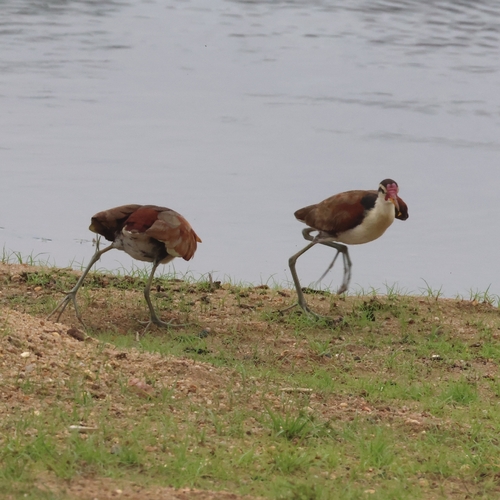 Wattled Jacana