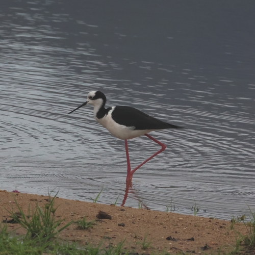 Black-necked Stilt