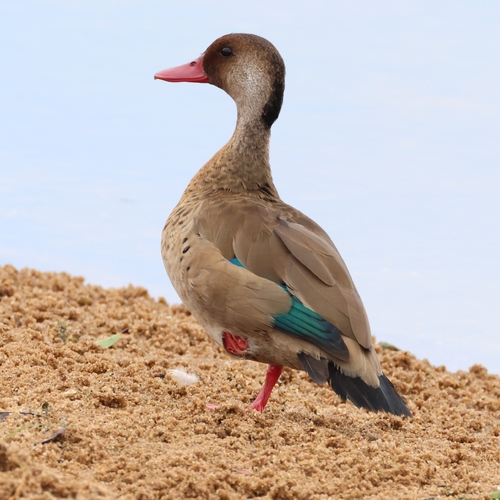 Brazilian Teal