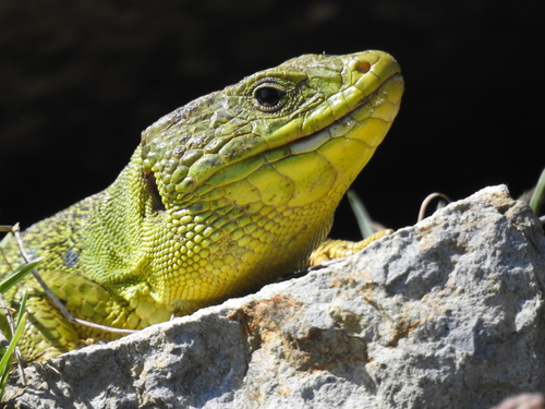 Ocellated Lizard