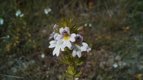 Common Eyebright