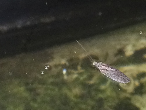 Micromus variolosus