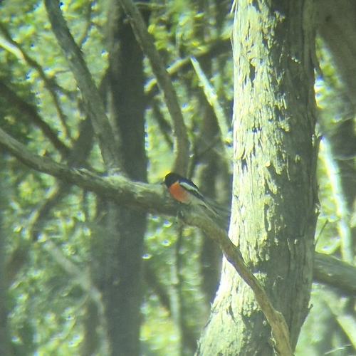 Scarlet Robin