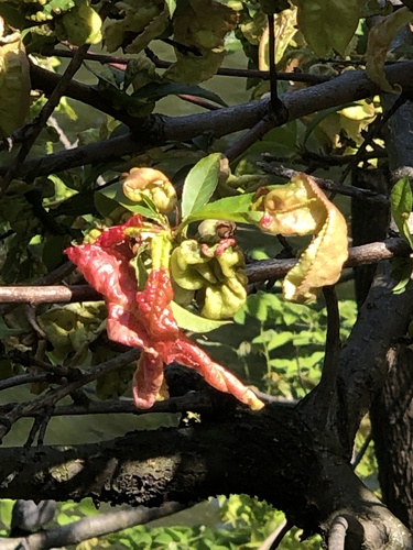 Peach Leaf Curl