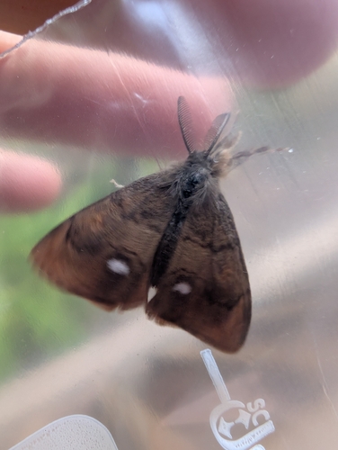 Rusty Tussock Moth