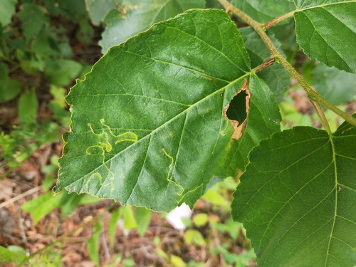 Blackthorn Blister Moth