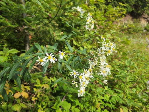 flat-top white aster