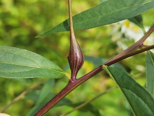 Gnorimoschema gallaediplopappi