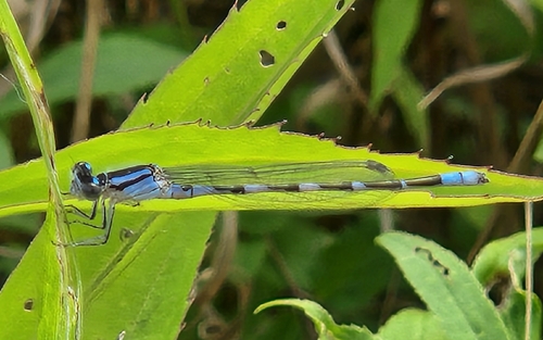 Tule Bluet