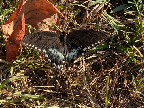 Spicebush Swallowtail