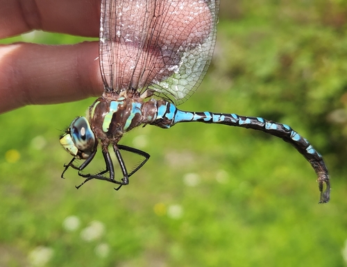 Lance-tipped Darner