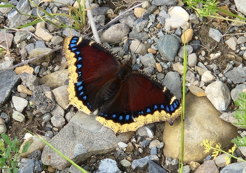 Mourning Cloak