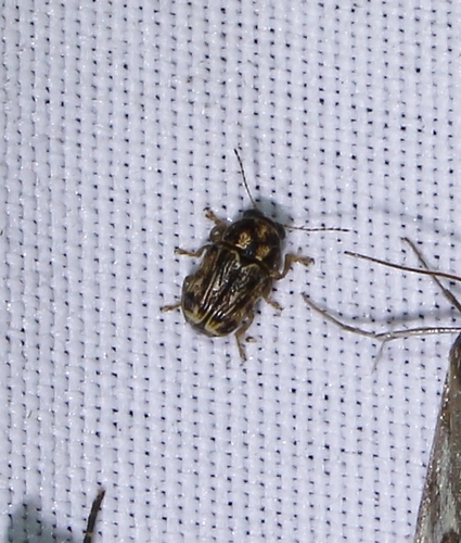 Pachybrachis subvittatus