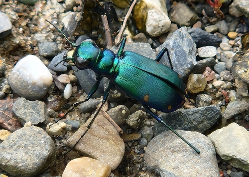Six-spotted Tiger Beetle