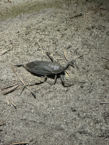 iNaturalist observation photo of American Giant Water Bug