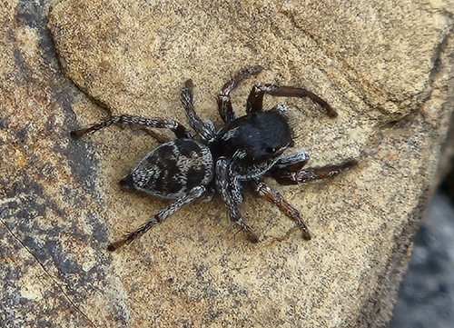 Boreal Paradise Spider