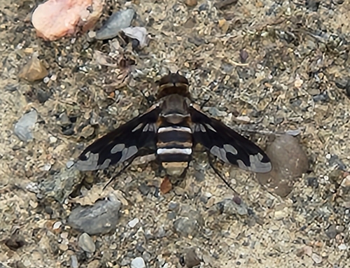 Band-winged Bee Fly