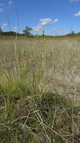 American burnweed
