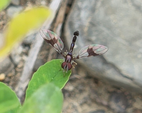 Eastern Band-winged Hover Fly