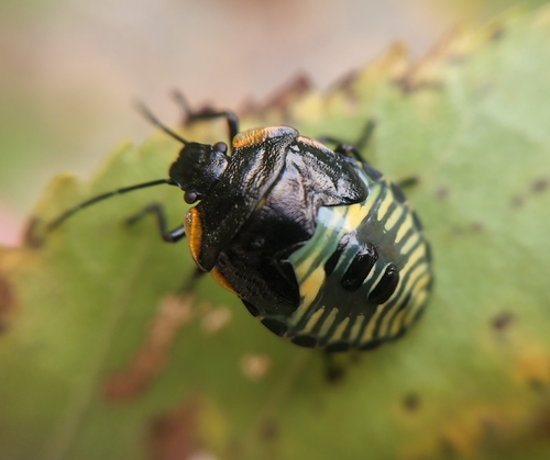 Green Stink Bug