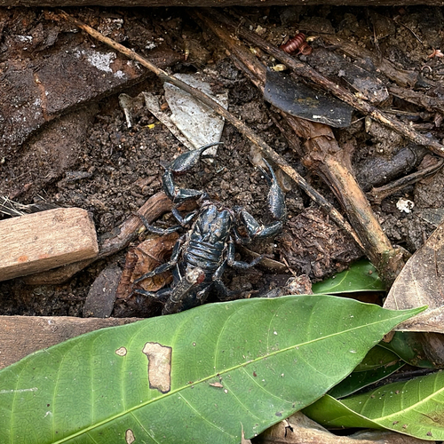 Asian Forest Scorpion