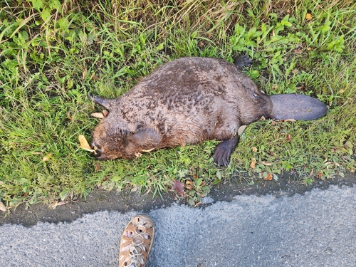 American Beaver