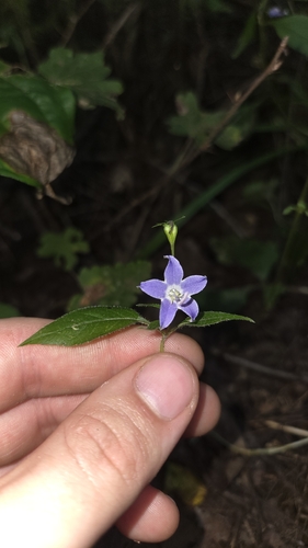 tall bellflower