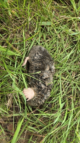 Eastern Mole