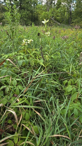 white turtlehead