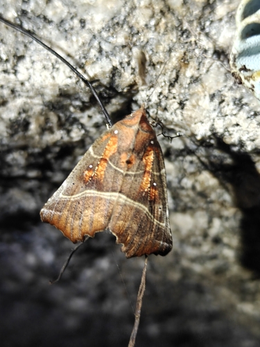 Herald Moth