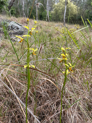 Tiger Orchid