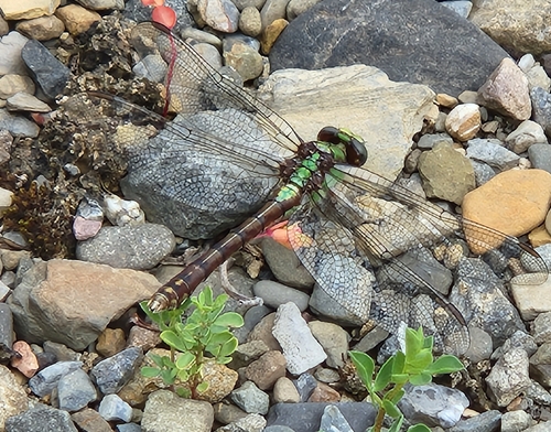 Rusty Snaketail
