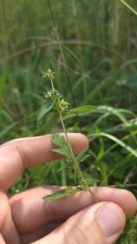 common ragweed