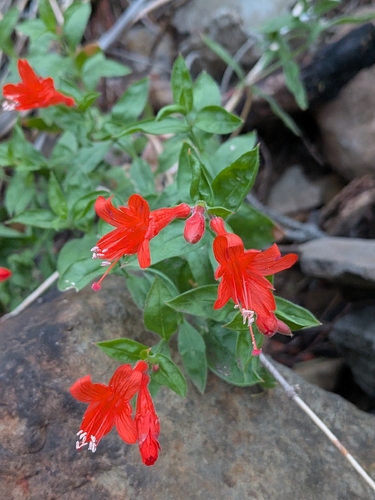 California fuchsia