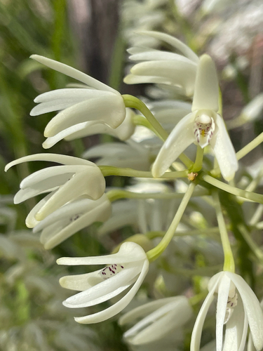rock orchid